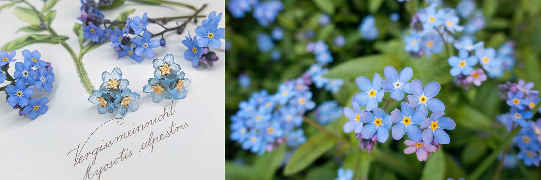 Close-up of delicate blue forget-me-not flowers shown as both crafted jewelry and real blossoms, with handwritten botanical name beside the jewelry.