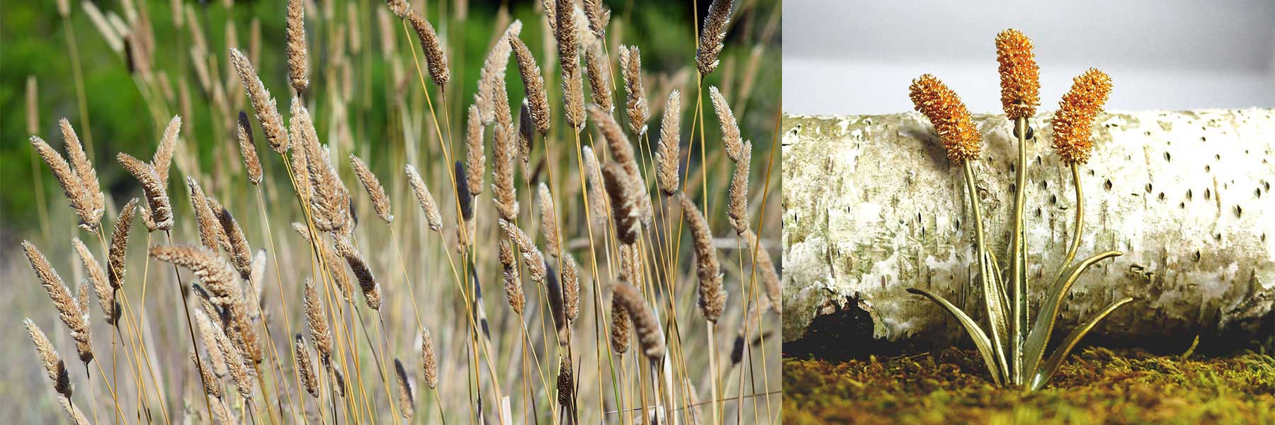 Side-by-side comparison of real tan-colored grass seed heads on the left and a realistic artificial version with orange seed heads on the right against a white birch log.