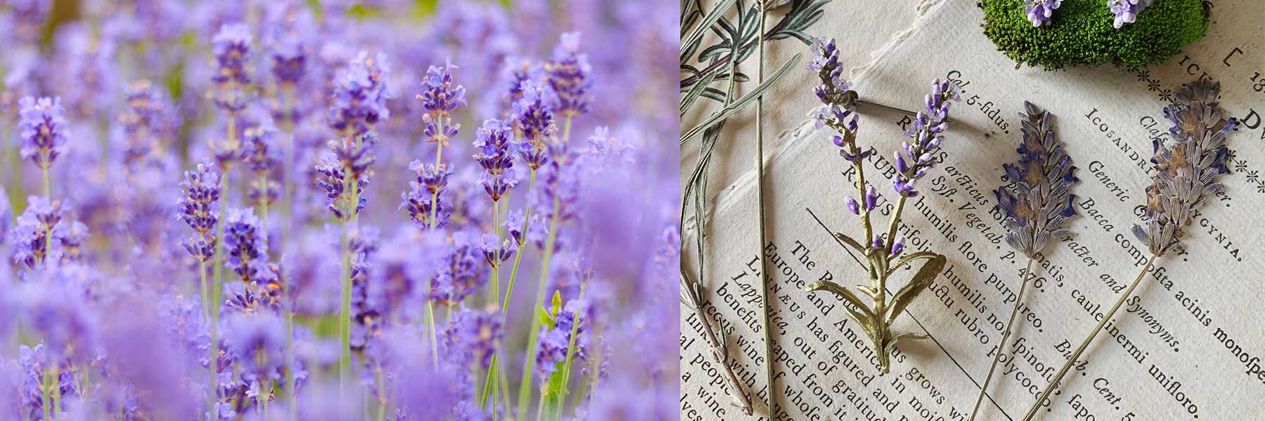 A close-up of blooming lavender flowers outdoors and a flat lay of dried lavender sprigs on an open book with botanical illustrations.