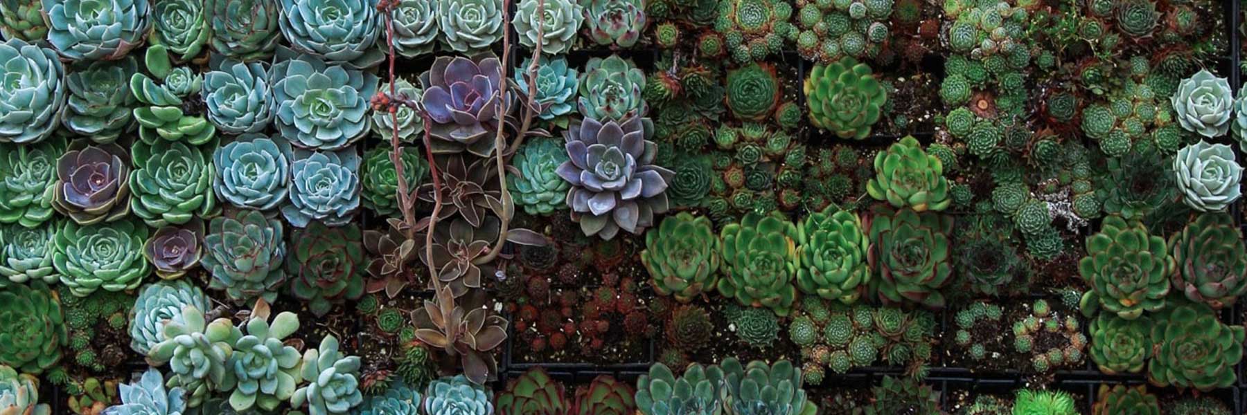 A variety of green and purple succulents densely arranged in a vertical garden display.