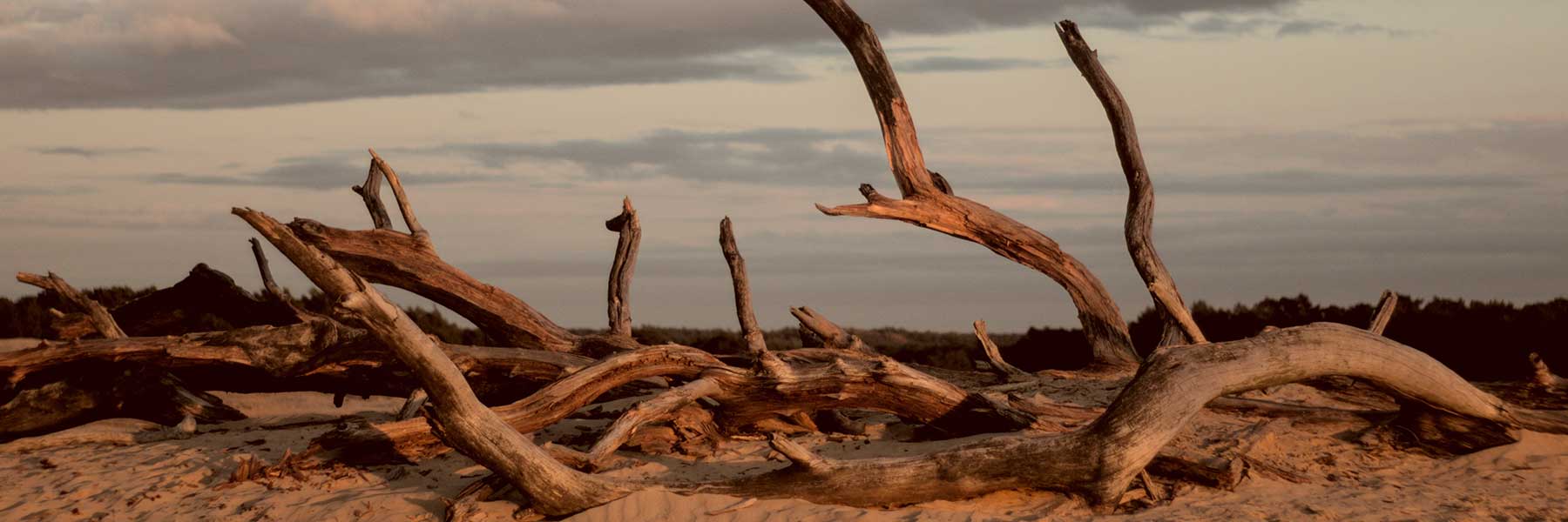 Large, weathered driftwood branches lie scattered on sandy ground under a cloudy sky, with distant vegetation visible along the horizon.