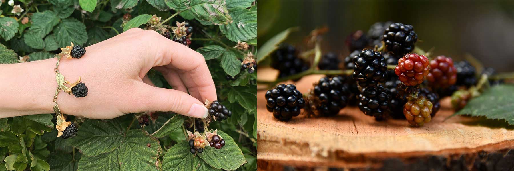 A hand picks blackberries from a bush on the left; on the right, harvested blackberries, some unripe, rest on a tree stump.