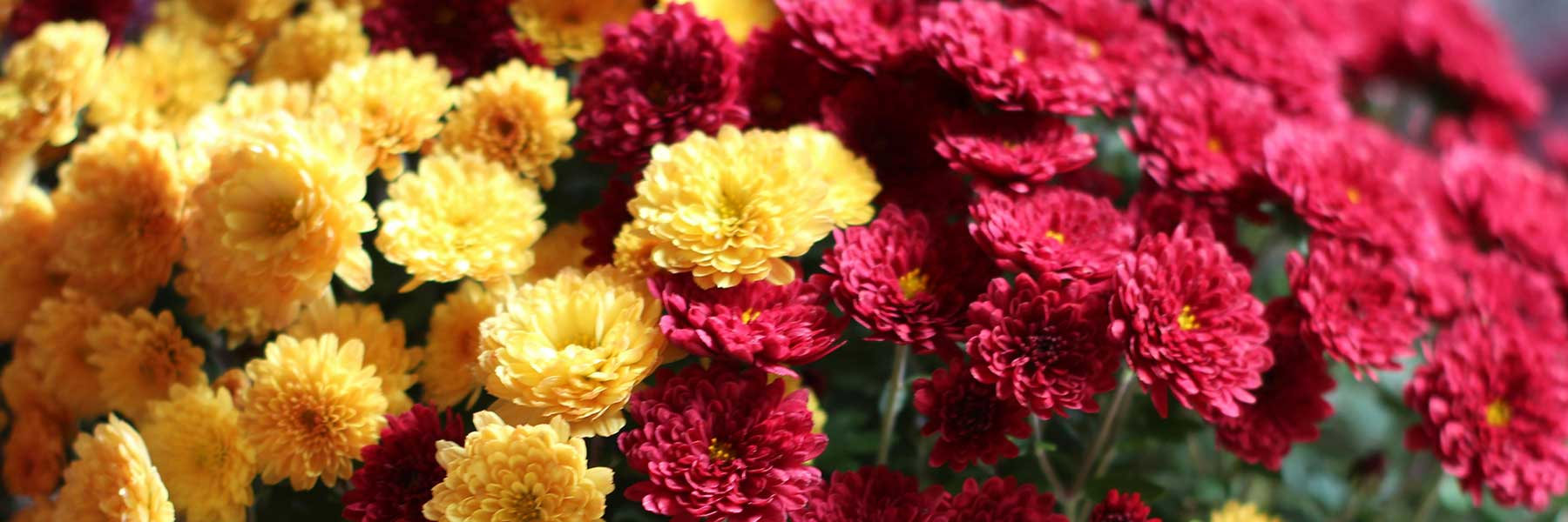 Close-up of a cluster of yellow and red chrysanthemums in full bloom.