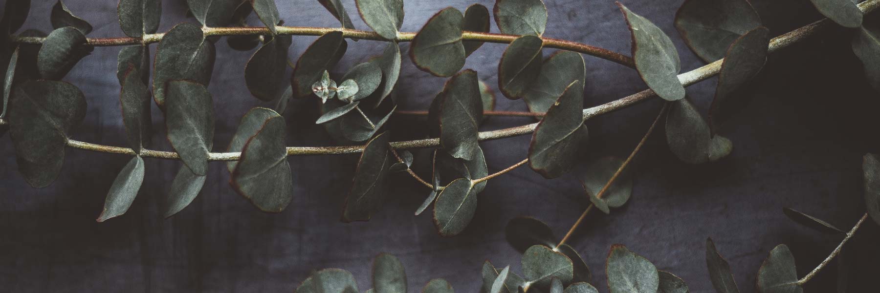 A close-up of eucalyptus branches with green leaves against a dark, textured background.
