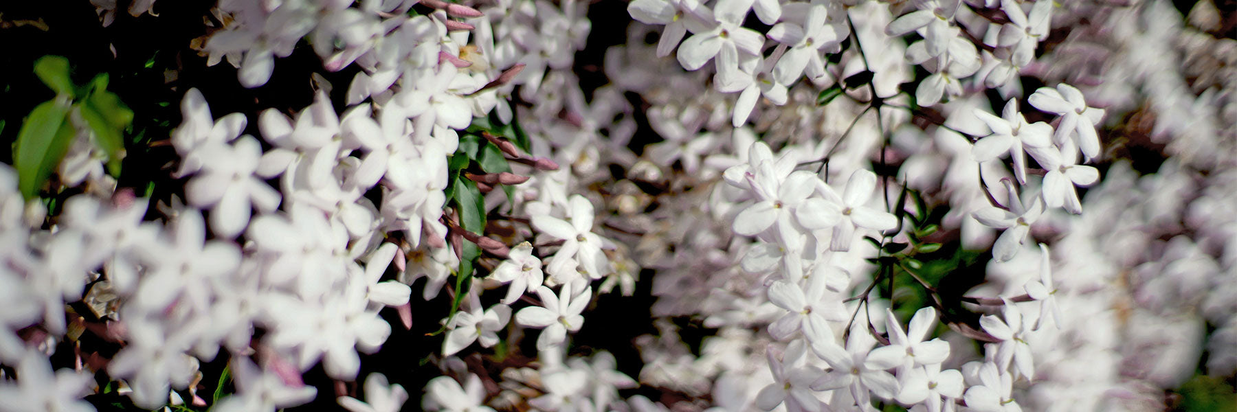 Close-up of numerous white jasmine flowers and green leaves densely clustered together.