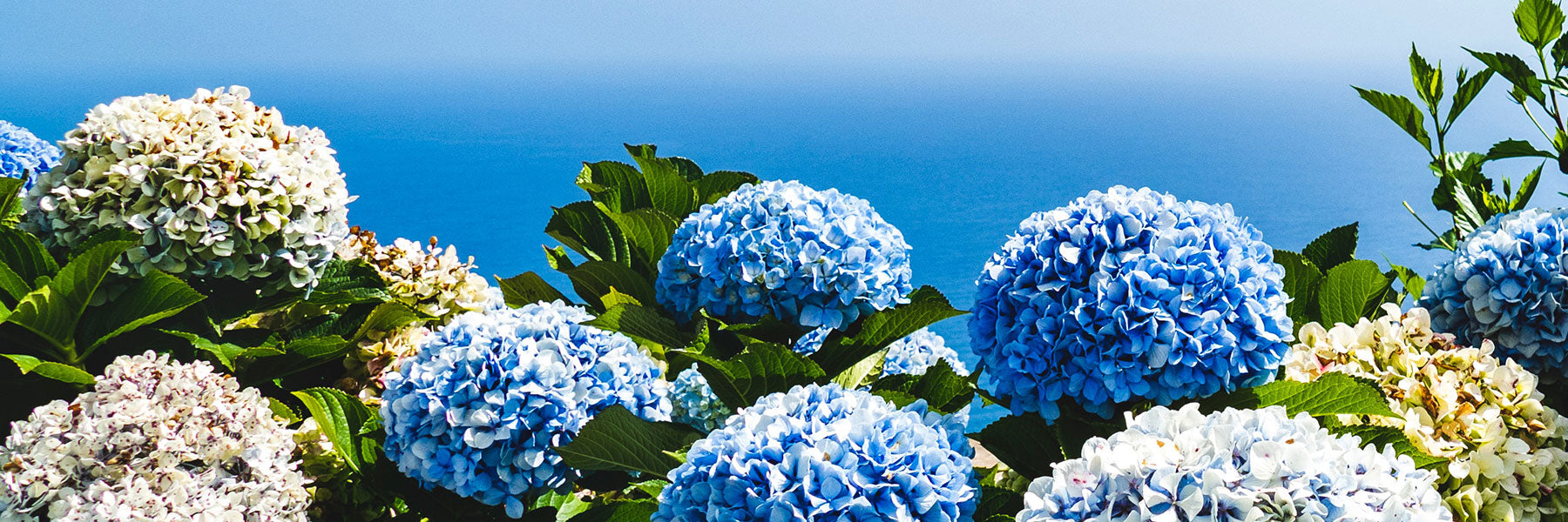Blue and white hydrangea flowers in bloom with green leaves in the foreground, overlooking a clear blue ocean under a bright sky.
