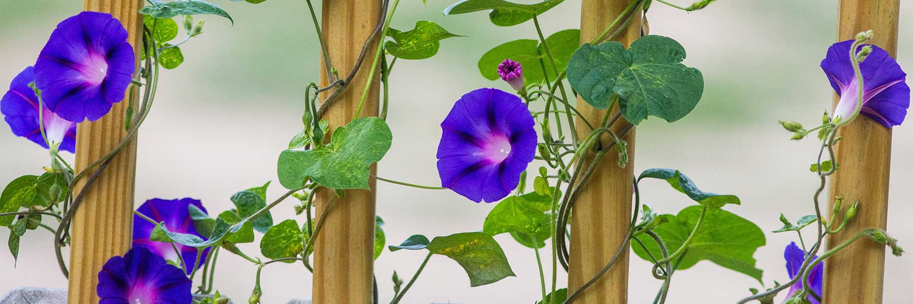 Purple morning glory flowers and green leaves climbing up wooden vertical supports.