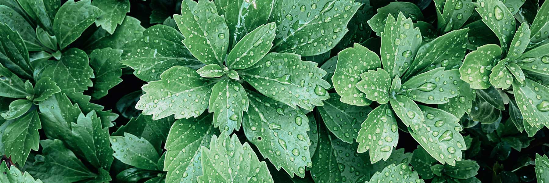 Close-up of lush green leaves covered in water droplets, displaying a fresh and healthy appearance.