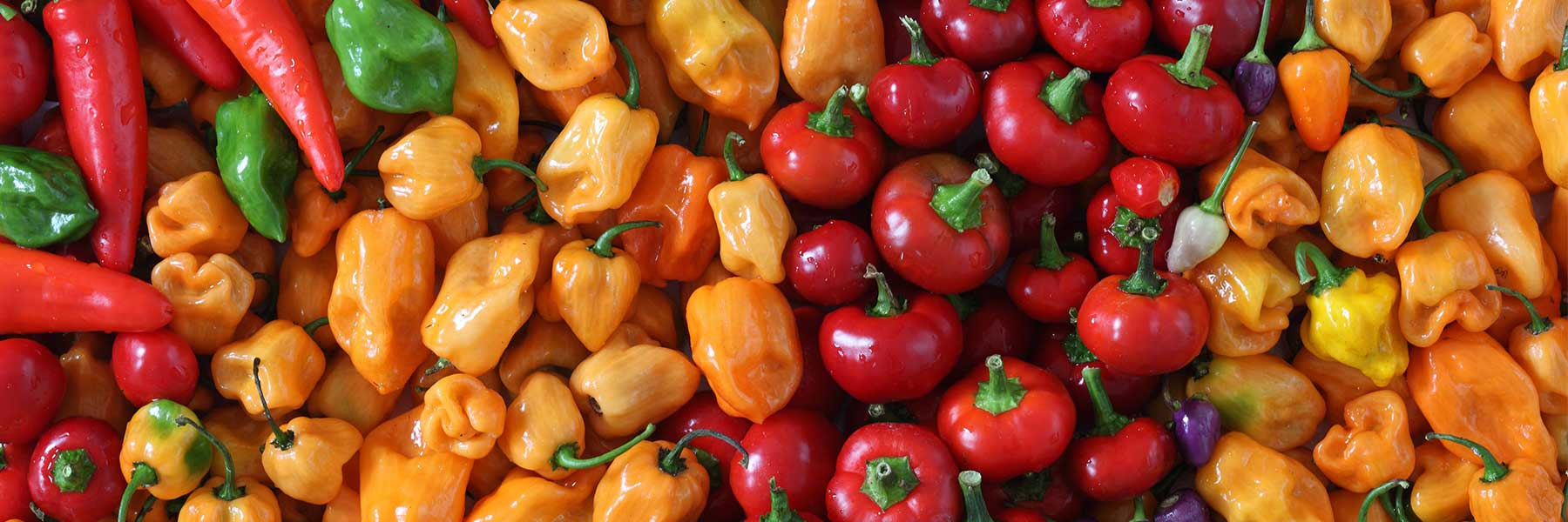 A close-up of assorted fresh chili peppers, including red, orange, yellow, and green varieties, arranged in groups.
