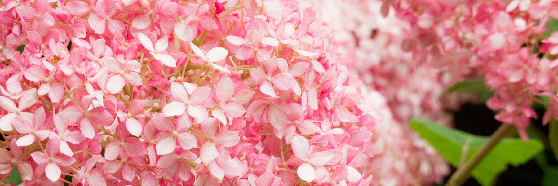 Close-up of a cluster of pink hydrangea flowers with green leaves in the background.