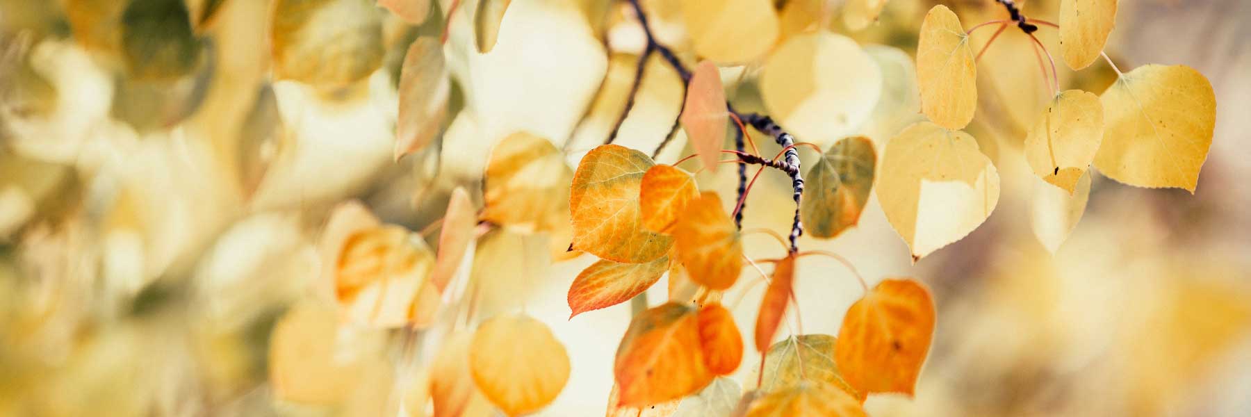 Close-up of tree branches with heart-shaped leaves in shades of yellow and orange, indicating autumn. The background is softly blurred with similar foliage.