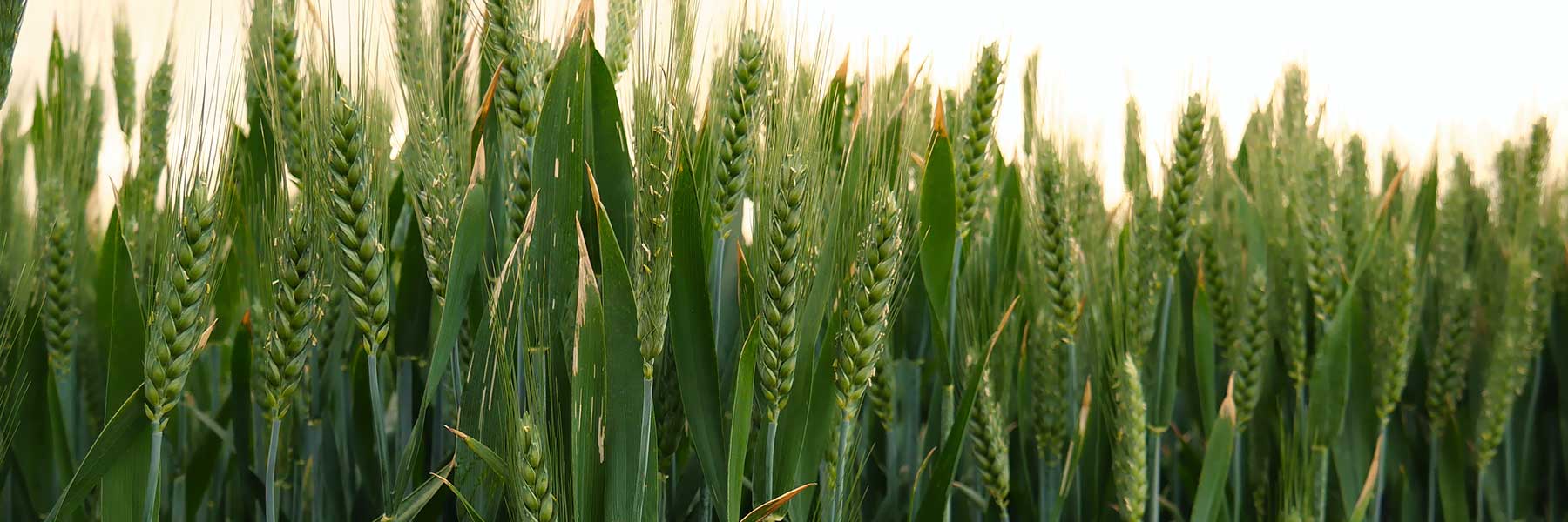 Close-up view of green wheat plants growing in a field with sunlight in the background.