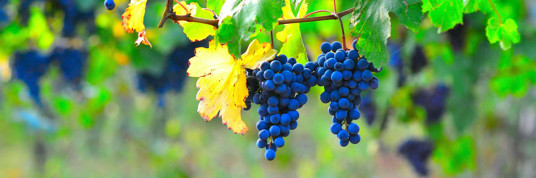 Clusters of dark purple grapes hang from a vine with green leaves in a sunlit vineyard.