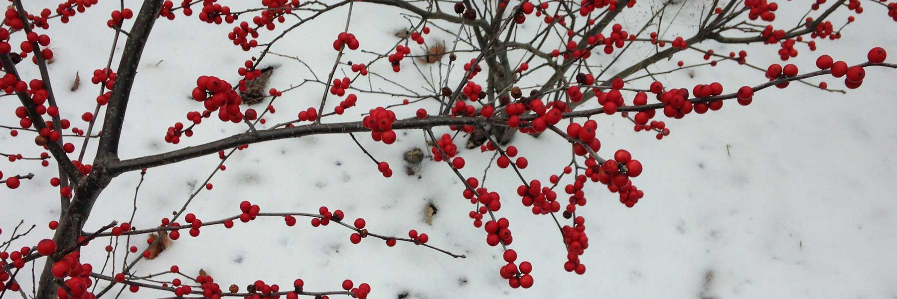Bare branches with clusters of red berries are pictured against a background of white snow.
