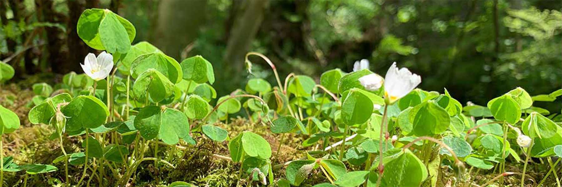 Close-up of small green plants with round leaves and white flowers growing on mossy ground in a forest setting.