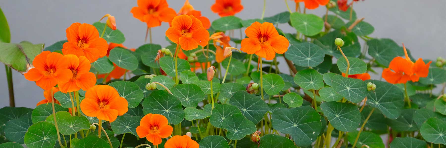 Cluster of bright orange nasturtium flowers with round green leaves against a neutral background.