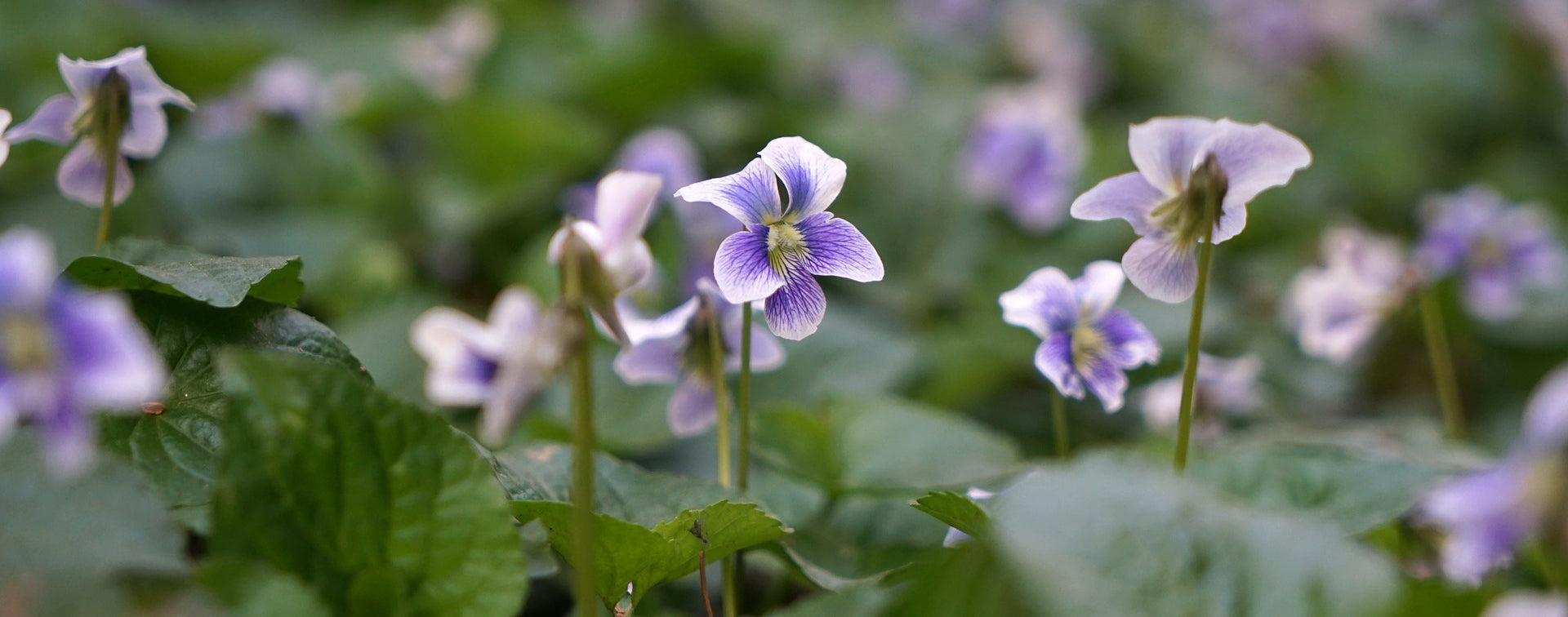 Cluster of light purple wild violets with green leaves in the background.