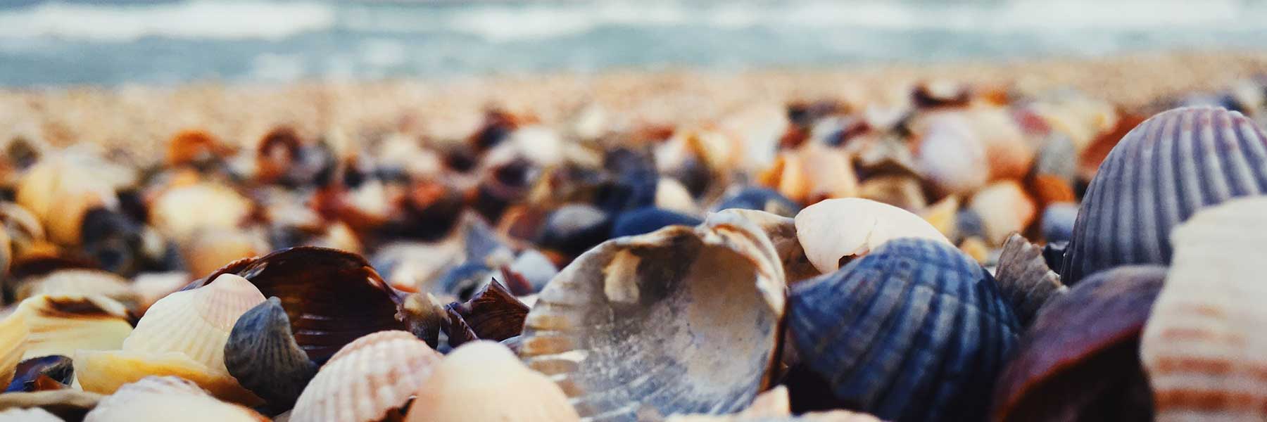 Close-up of various seashells scattered on a sandy beach, with the blurred ocean and sky visible in the background.