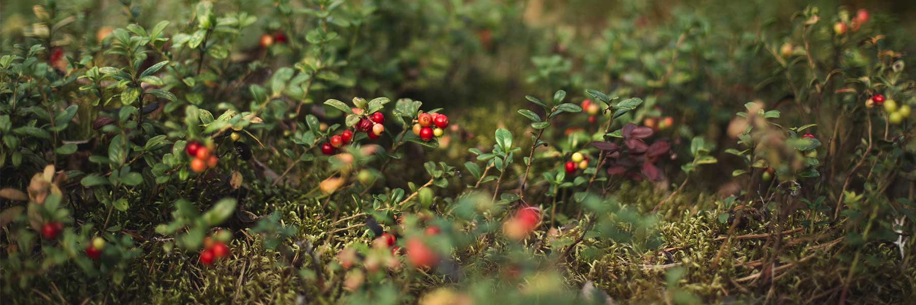 Small red berries grow on low green plants among moss on a forest floor.