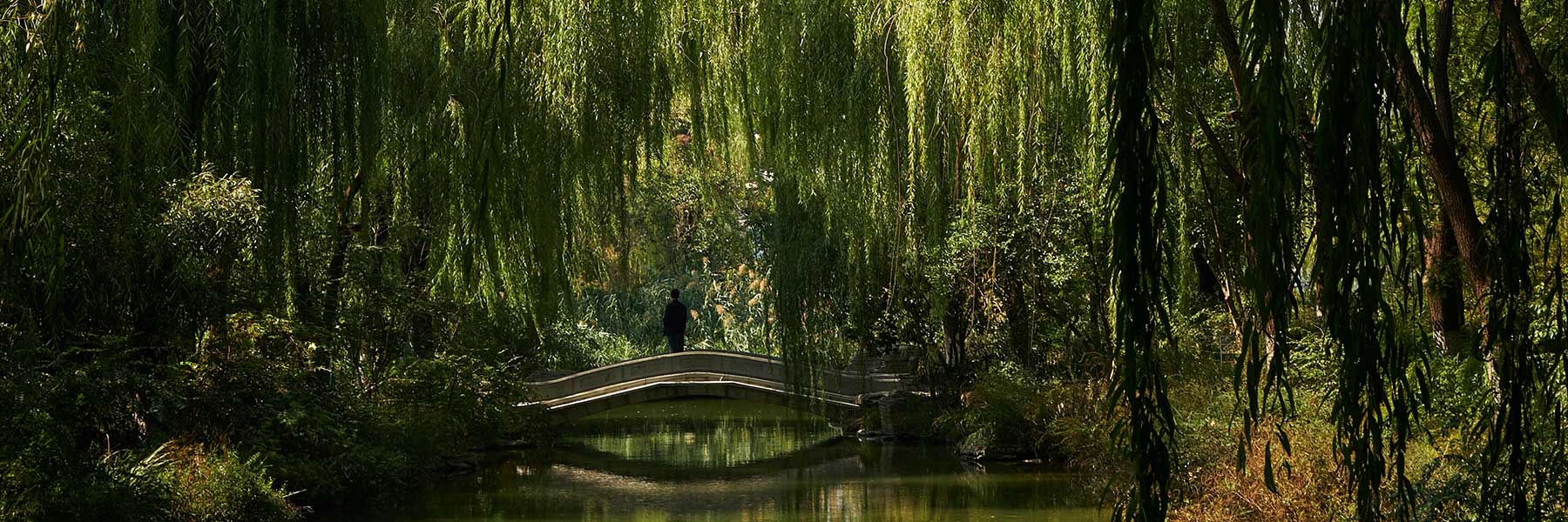 A person stands on a small arched bridge surrounded by dense greenery and hanging willow branches over a calm river.