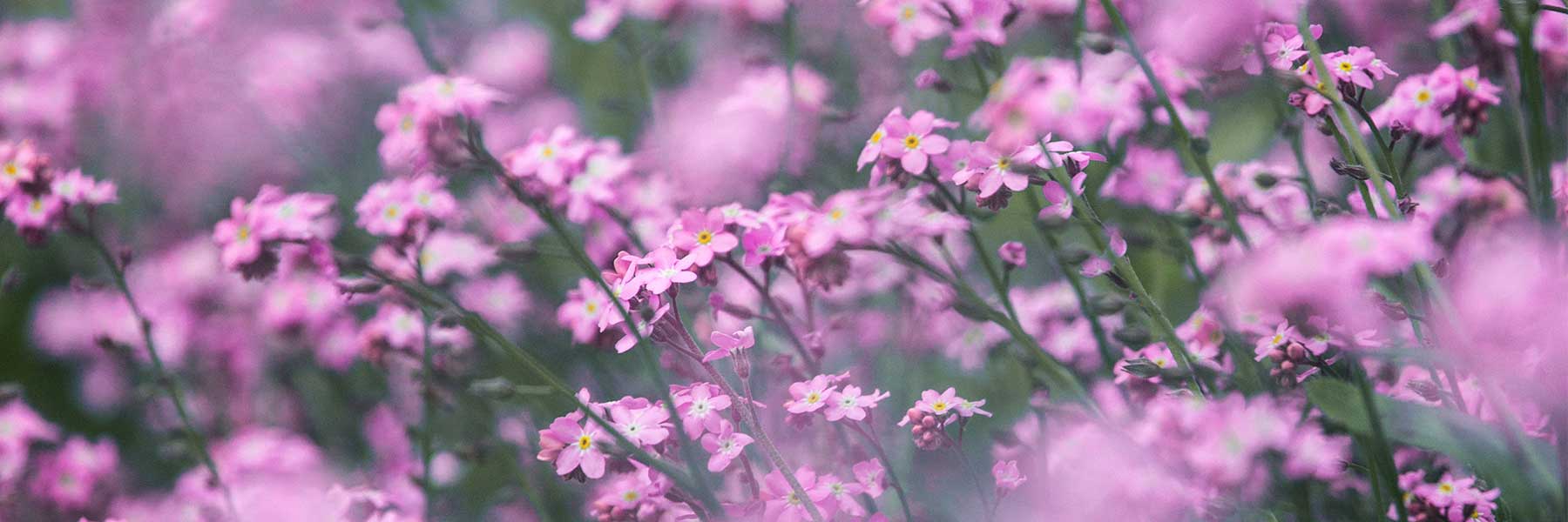 A dense cluster of small pink flowers with yellow centers grows among green stems and leaves.