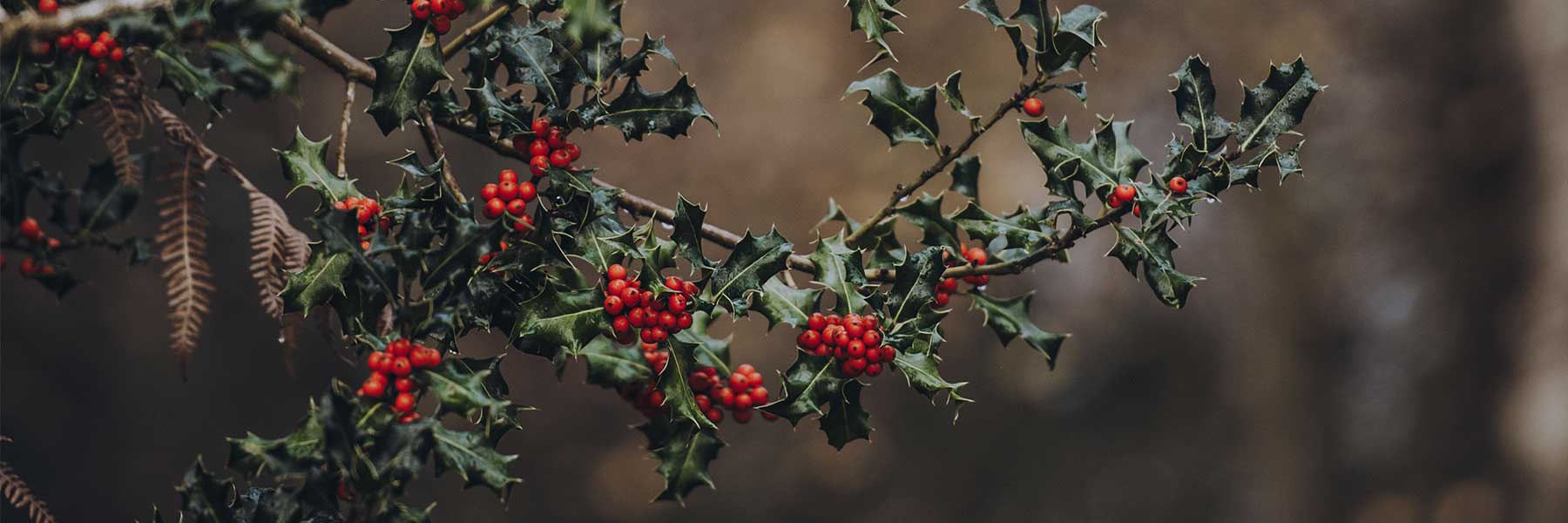 A branch of holly with clusters of red berries and dark green, spiky leaves against a blurred background.