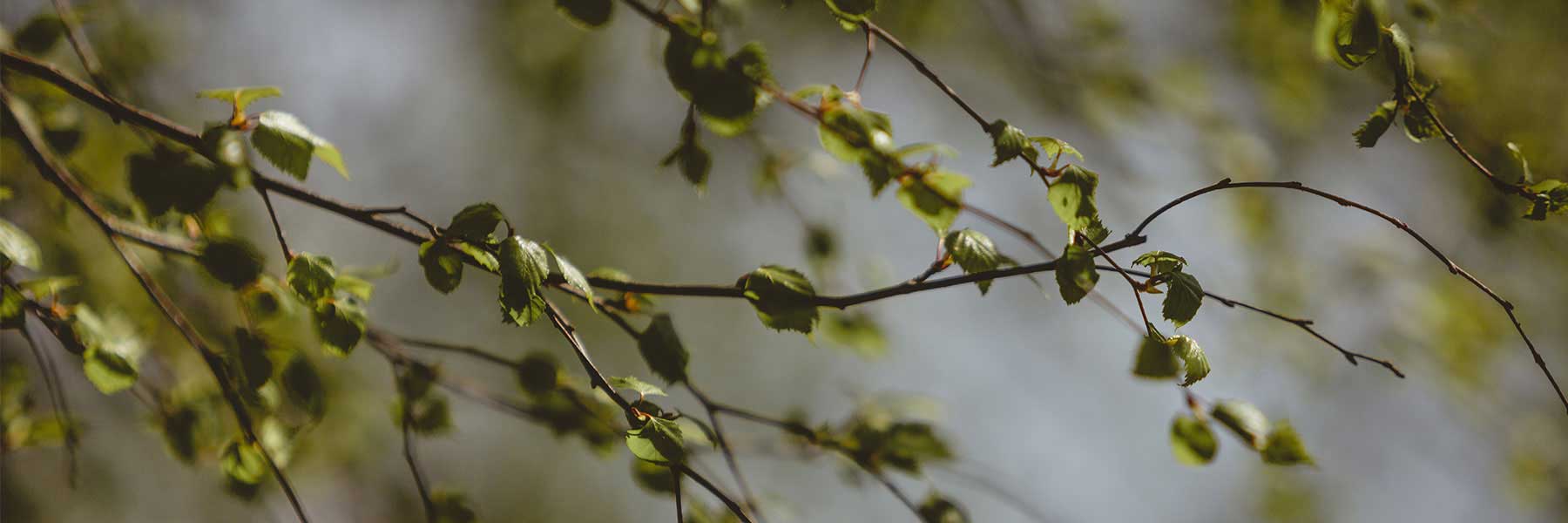 Close-up of thin tree branches with small green leaves against a blurred background.