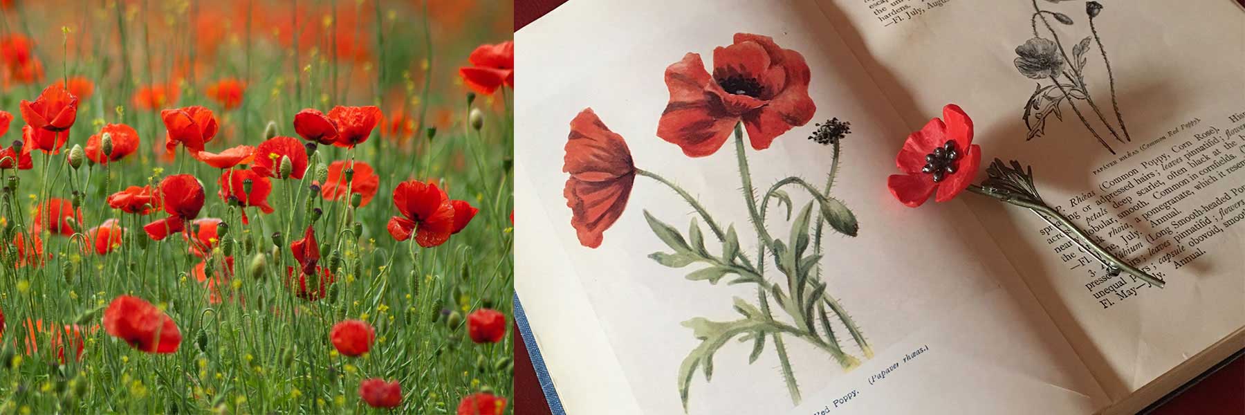 Field of red poppies next to an open botanical book showing poppy illustrations, a sketch, and a pressed poppy flower on the page.