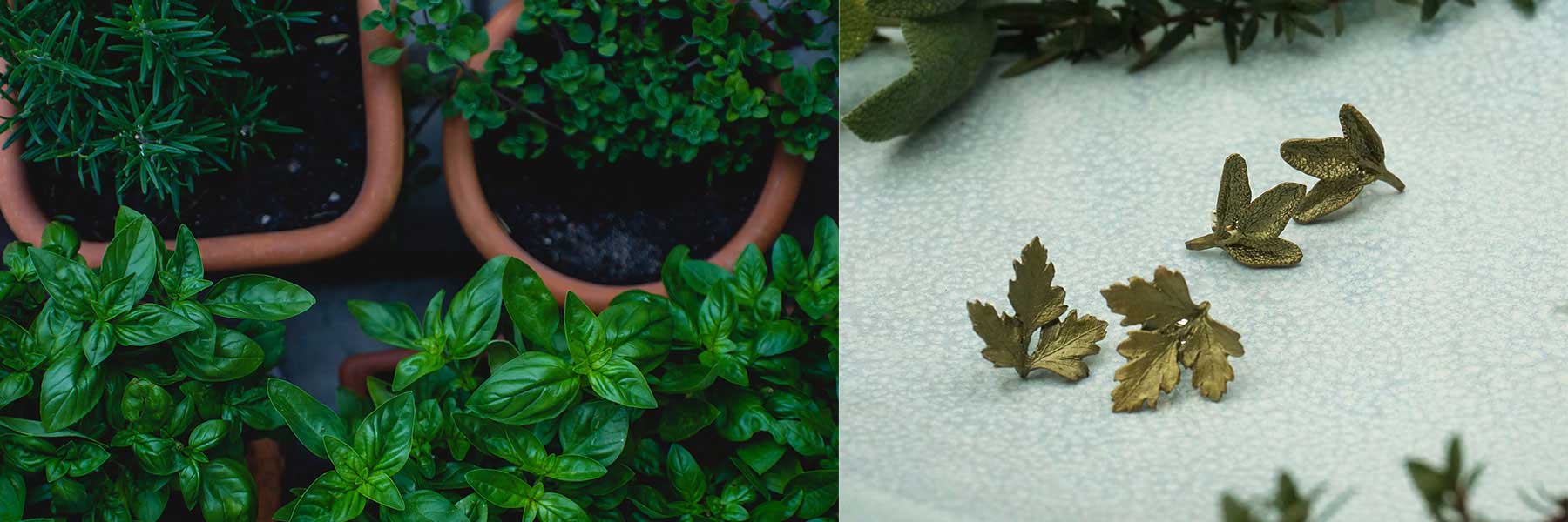Potted green herbs on the left and three metallic leaf-shaped objects on a light surface on the right.
