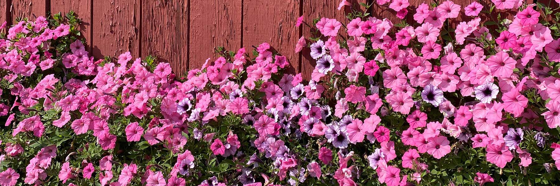 Pink and purple petunias bloom in front of a weathered red wooden fence.