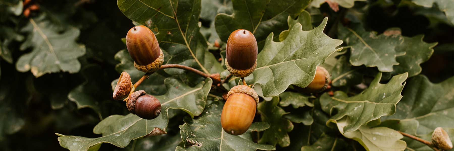 Close-up of several acorns growing on an oak tree branch surrounded by green leaves.