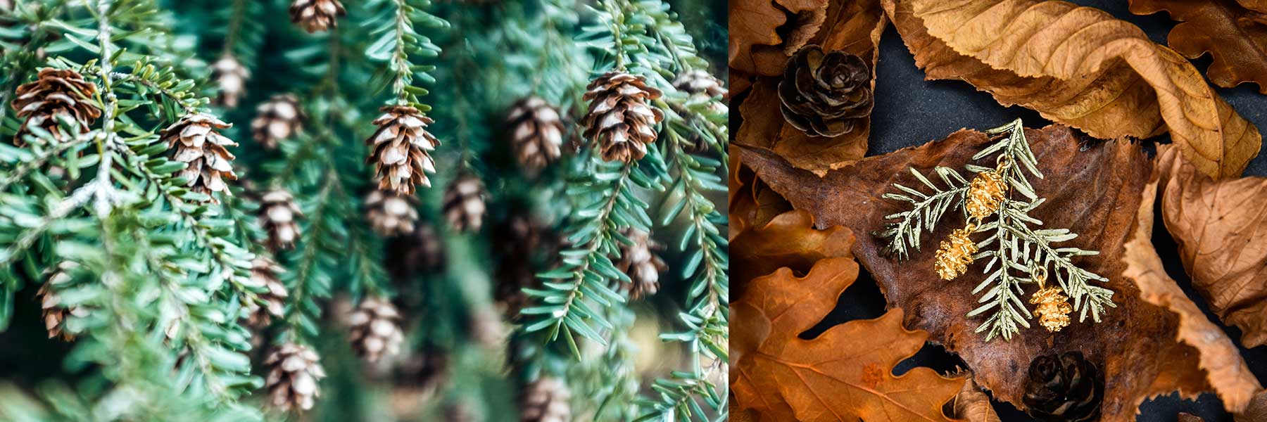 Close-up of green conifer branches with small pine cones on the left; dry brown leaves, pine cones, and a conifer twig on the right.