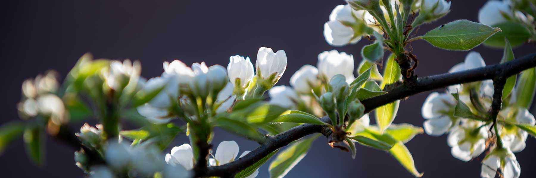 A close-up of a tree branch with clusters of white blossoms and green leaves against a dark blurred background.