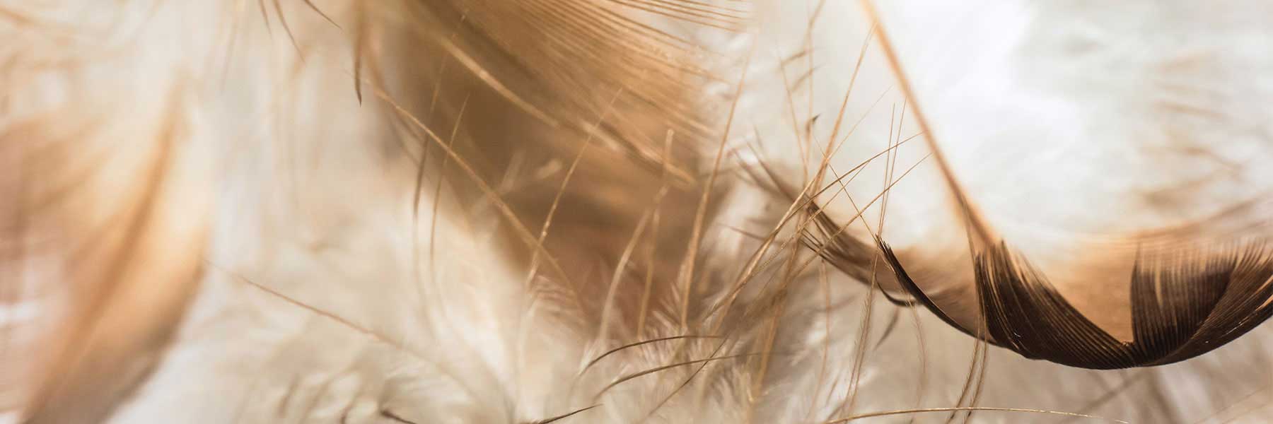 Close-up of light brown and beige feathers with fine details and soft, blurred background.