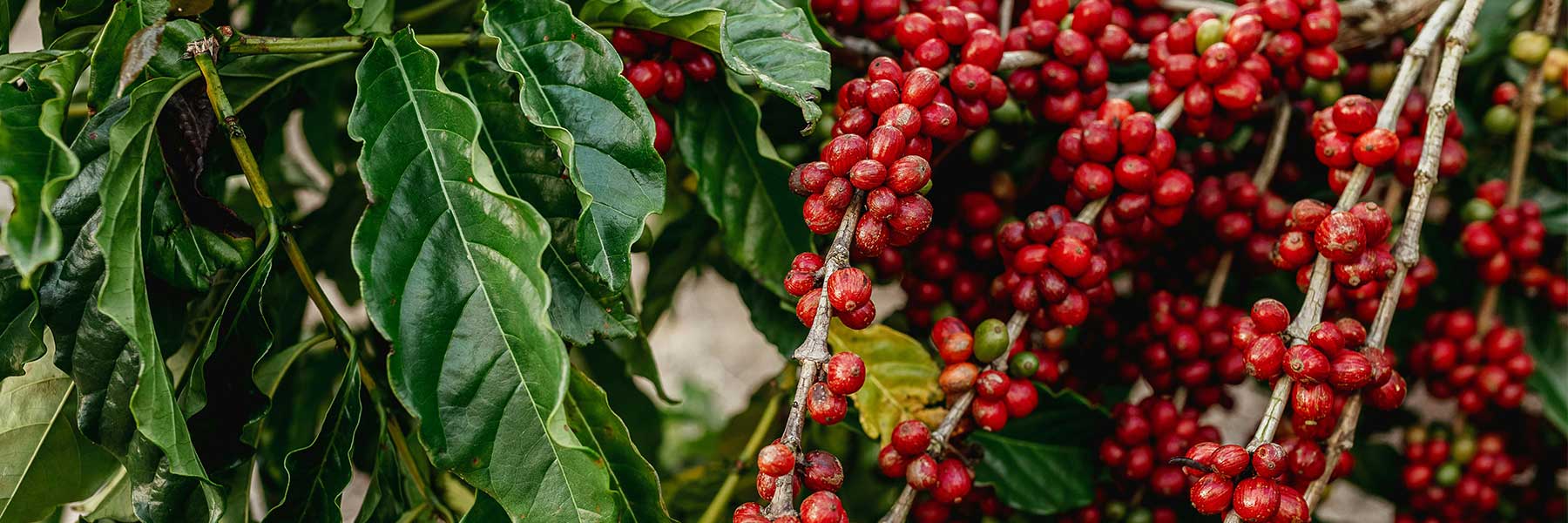 Ripe red coffee cherries growing on branches with green leaves in the background.