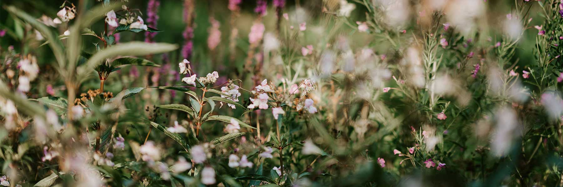 Wildflowers and green foliage in a natural meadow setting, with soft focus on some flowers and blurred background.