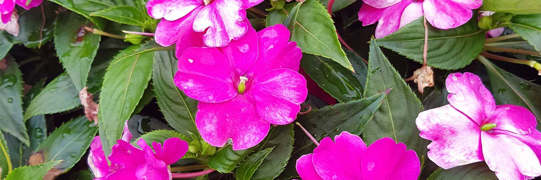Bright pink impatiens flowers with green leaves, some petals showing white accents, photographed outdoors.