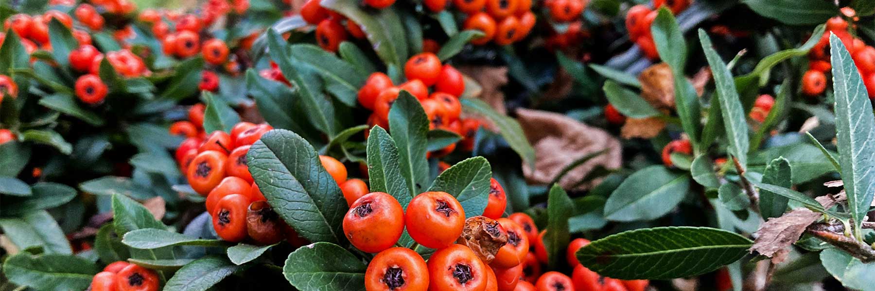 Clusters of bright orange-red berries grow among green leaves on a dense shrub.
