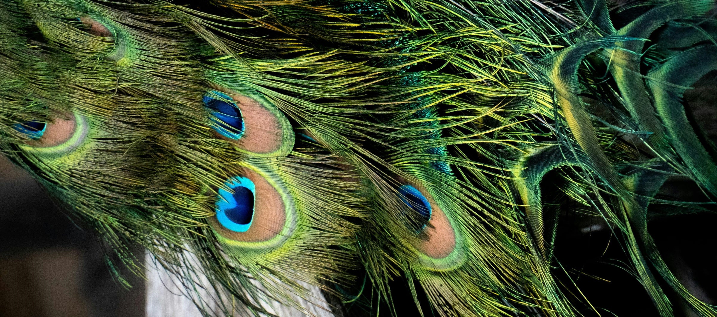 Close-up of peacock tail feathers displaying vivid green, blue, and gold colors with distinct eye-like patterns.