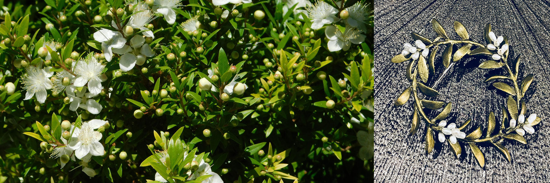 Green myrtle bush with white flowers on the left; on the right, a decorative gold wreath featuring similar white flowers and green leaves on a textured surface.