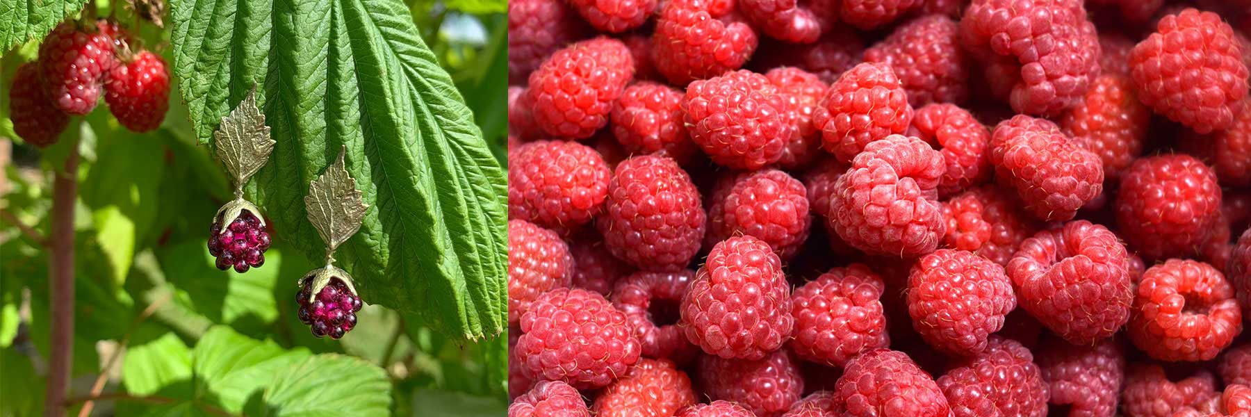 Left: Unripe raspberries on a plant next to earrings shaped like raspberries. Right: Close-up of harvested ripe raspberries.