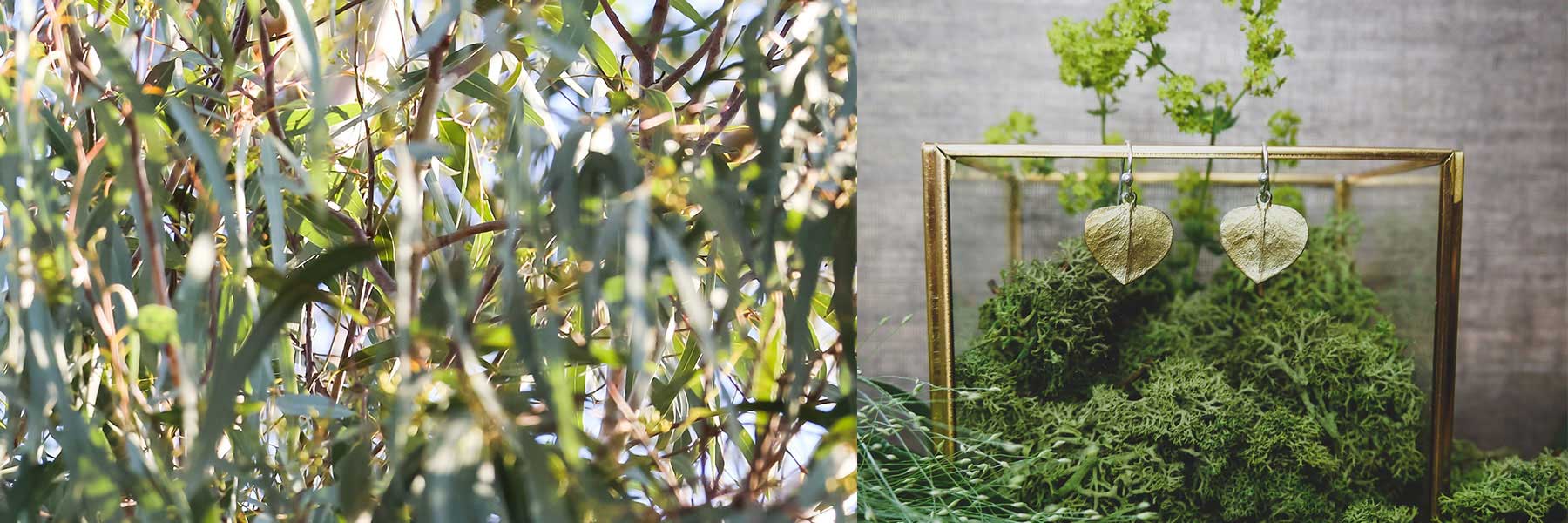 Dense green foliage on the left; on the right, two dried leaves hang in front of a glass box filled with green moss and plants, set against a neutral background.