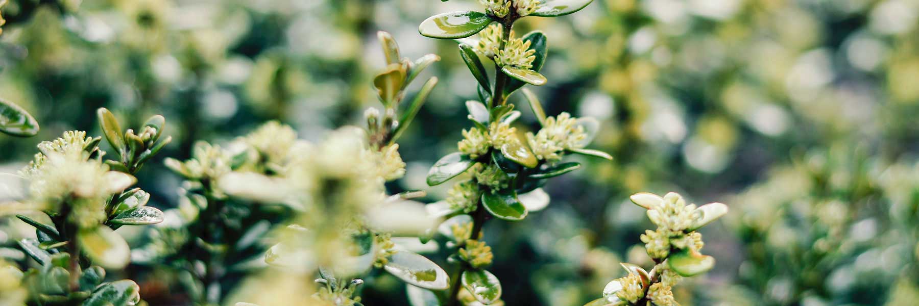 Close-up of green leafy plants with small yellow-green flower clusters, covered in water droplets, with a blurred background.