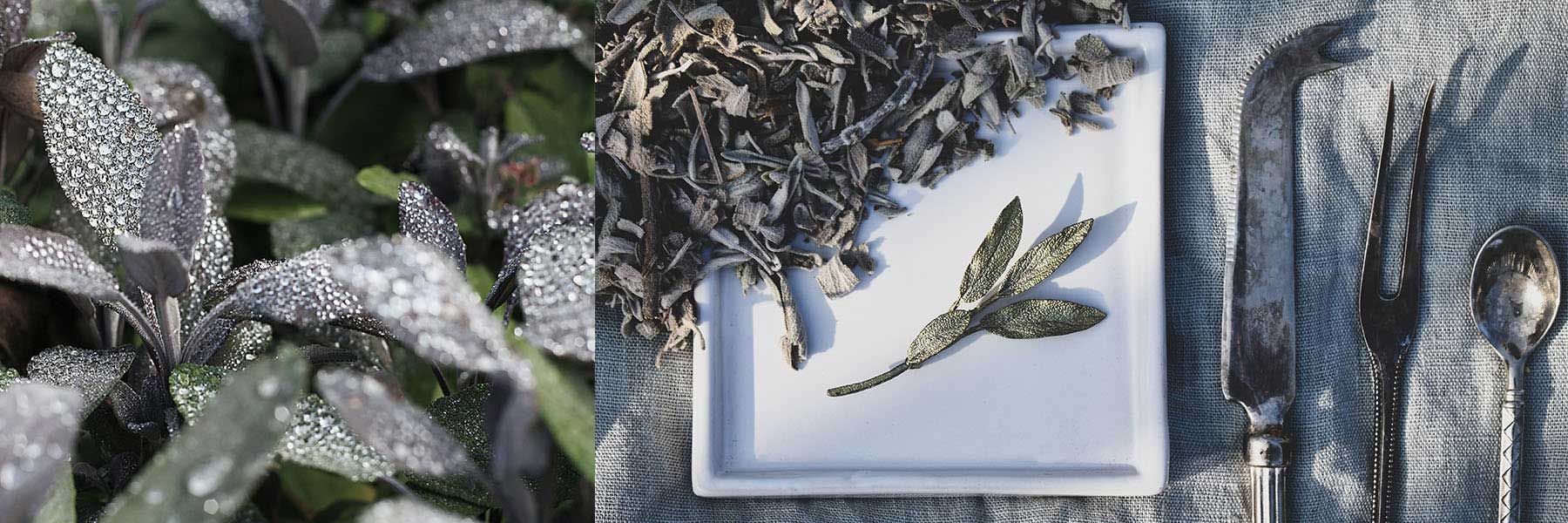 Close-up of fresh sage leaves with dew on the left, and dried sage on a white plate with vintage cutlery on a blue fabric background on the right.