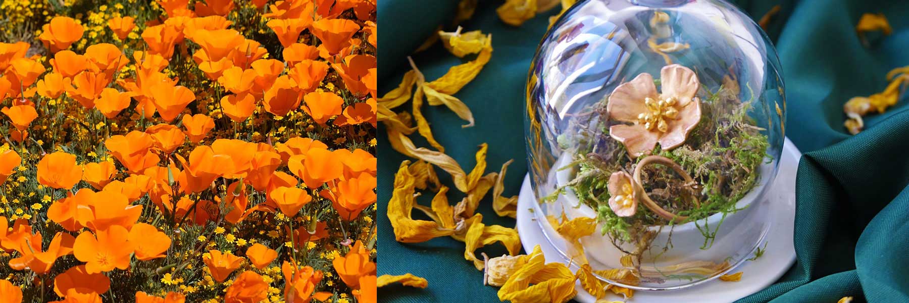 A field of orange poppies on the left; on the right, a glass dome covers a gold poppy-shaped ring with moss and yellow petals scattered on a green cloth.