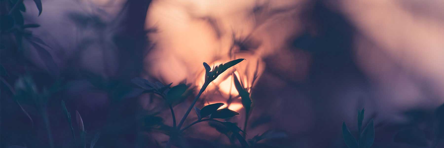 Close-up of plant leaves in the foreground with a soft, blurred background showing warm sunset or sunrise light.