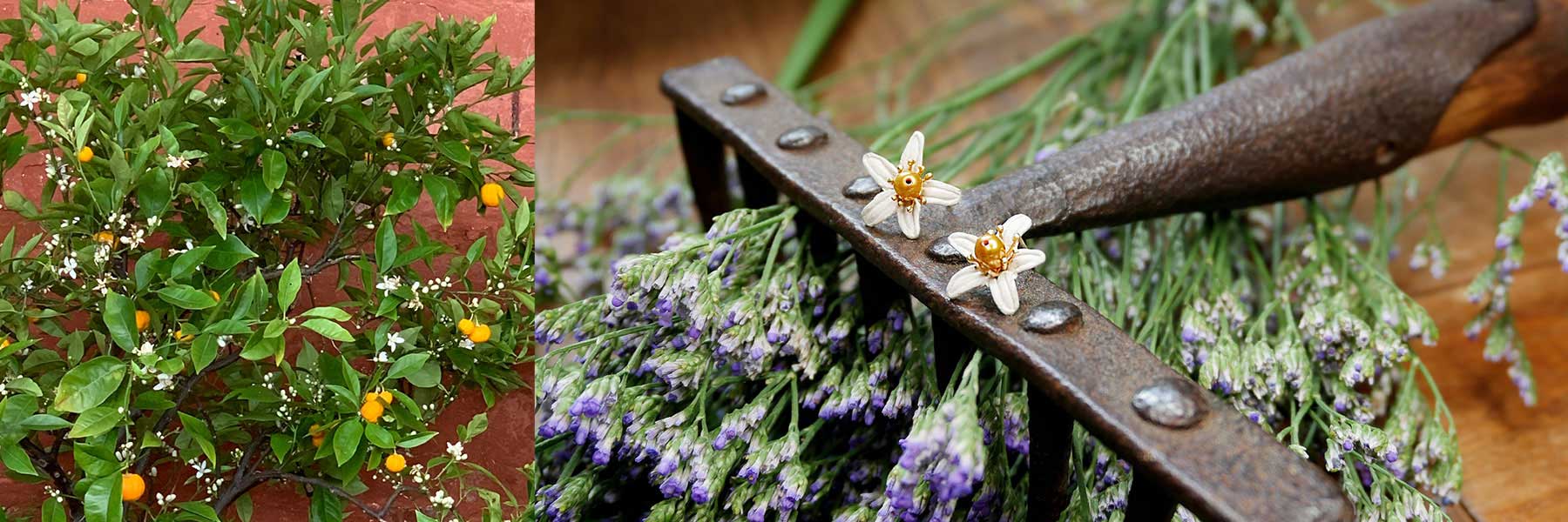 Left: Orange tree with fruit and white blossoms against a pink wall. Right: Metal rake resting on lavender sprigs with two white flowers on the rake.