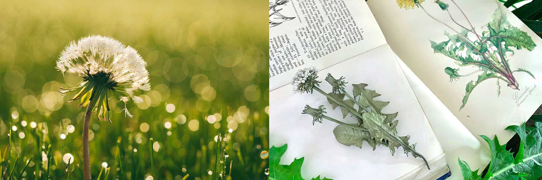 A dandelion in a grassy field on the left; preserved dandelion specimens and botanical illustrations in an open book on the right.