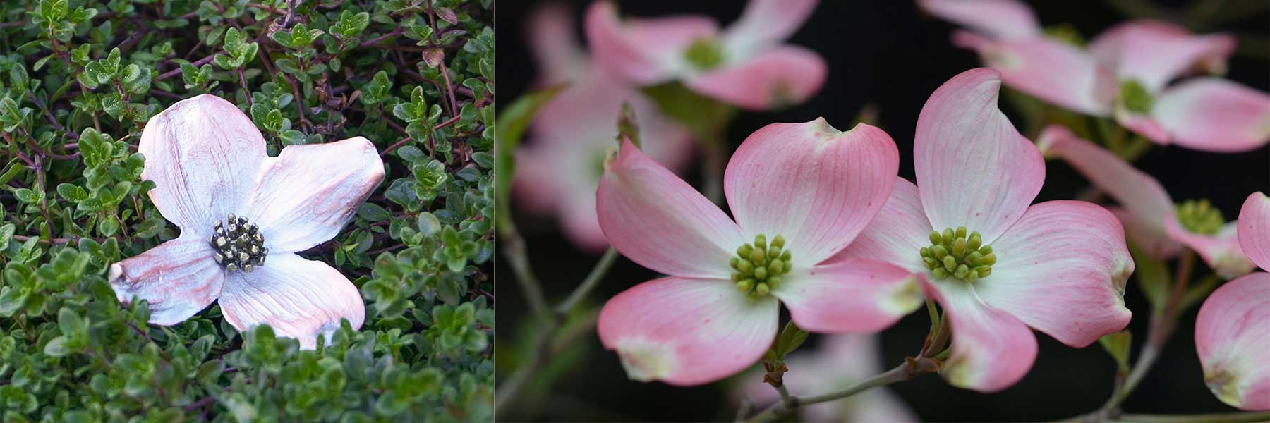 Close-up of pink and white dogwood flowers; one fallen among green foliage on the left, several blooming on branches on the right.