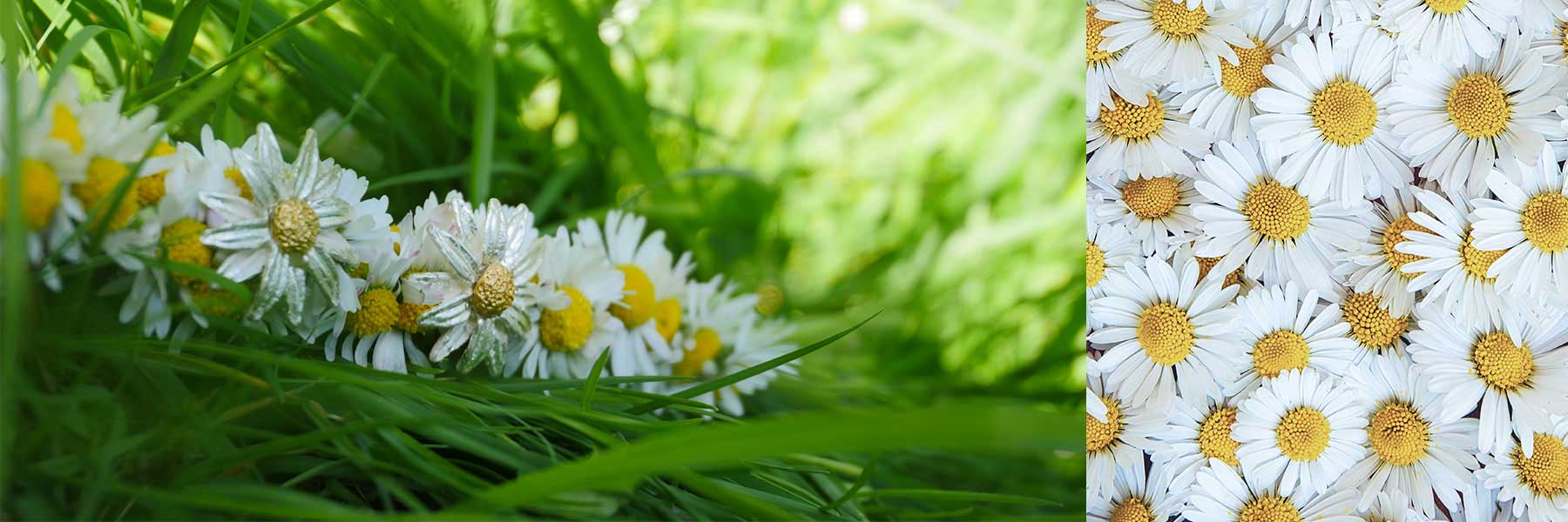 Close-up of daisies growing among green grass on the left and a top view of densely packed daisies on the right.